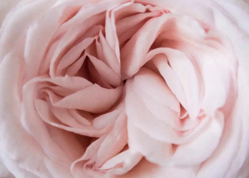 Home Trends Rose DesRochers Swears By: From Pet‑Friendly Hacks to Eco‑Chic Upgrades