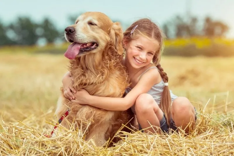 What Is The Best Family Dog - Golden Retrievers?