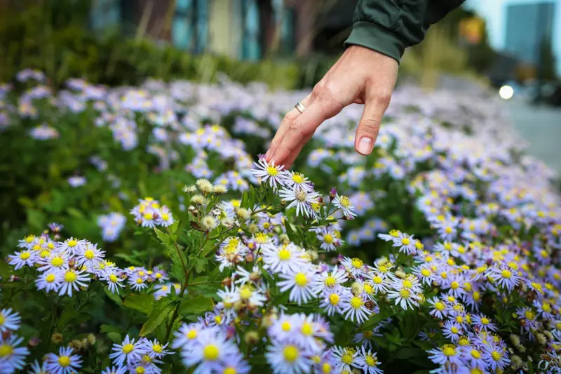 Cultivating Calm: Designing a Sensory Garden for Urban Wellbeing - Blogging Fusion