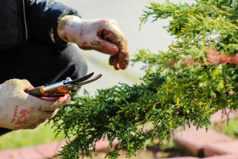 The Secret Power of Soil Microbiomes: How to Grow a Thriving Garden Naturally