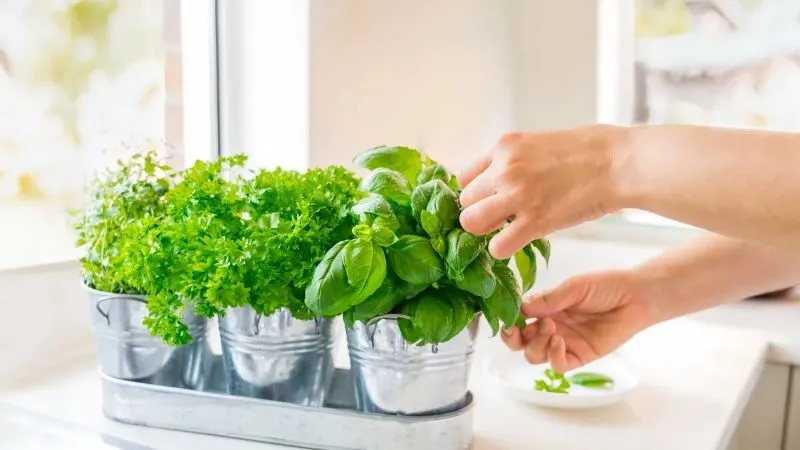 Sick of Bugs? These Houseplants Are Natural Bug Shields for Your Kitchen