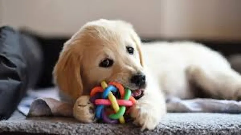 When Do Dogs Stop Teething, and Why Do They Chew? A Comprehensive Guide for Pet Owners