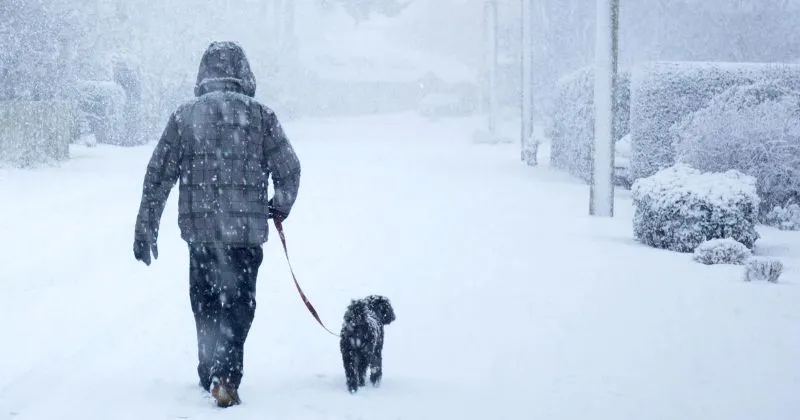 Ensuring Pet Safety During Snowstorms: A Comprehensive Guide