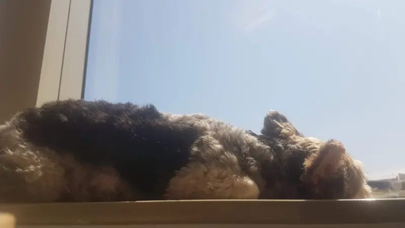 The Data‑Driven Pet Owner: Turning Furry Friends into Smart Home Allies