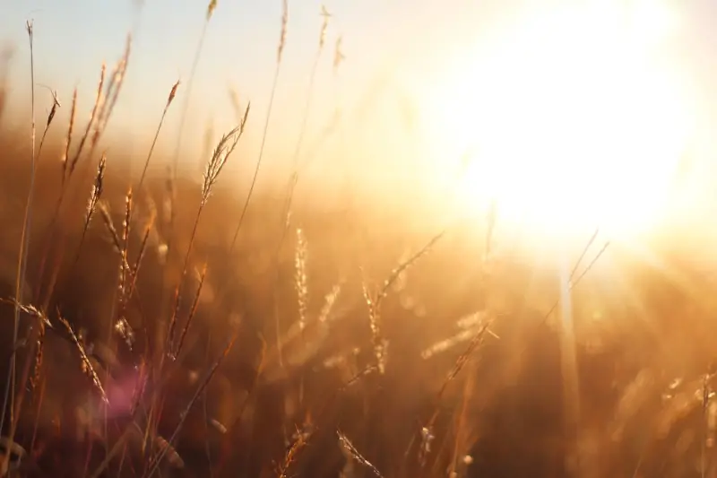 Let the Sun In: Reclaiming Natural Light for Health and Performance